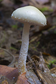 Very pale Stropharia ambigua  Geotagged,Questionable Stropharia,Stropharia ambigua,United States,Winter