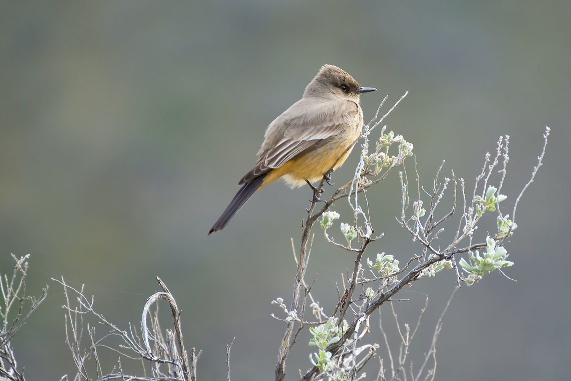Say's Phoebe  Geotagged,Say's phoebe,Sayornis saya,United States,Winter