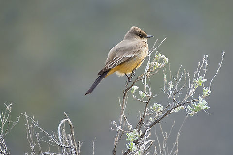 Say's Phoebe  Geotagged,Say's phoebe,Sayornis saya,United States,Winter