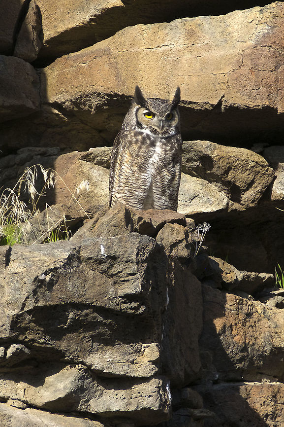 Great Horned Owl  Bubo virginianus,Geotagged,Great Horned Owl,United States,Winter