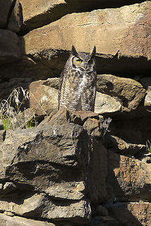 Great Horned Owl  Bubo virginianus,Geotagged,Great Horned Owl,United States,Winter