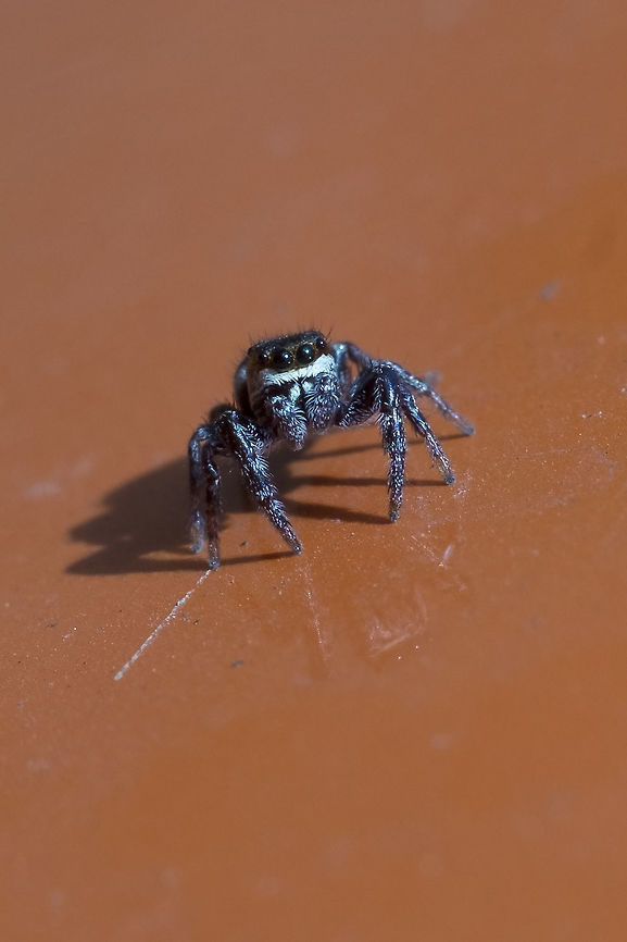 Little Jumper Came back to the car to find this cutie running around. I managed to get one photo before the little fellow decided to explore my cameras and fingers too. I love that something so tiny thinks that it can take on anything. I think it might be a Phidippus audax, but it would have had to be a juvenile. It was quite tiny and bold jumpers are, for jumping spiders at least, fairly large. Geotagged,United States,Winter