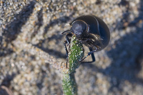 Eusattus muricatus  Eusattus muricatus,Eusattus muricatusIn,Geotagged,United States,Winter