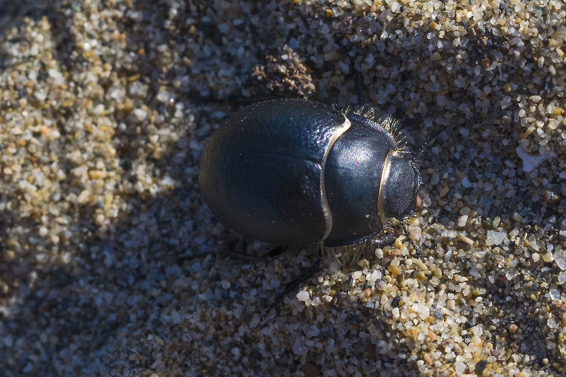 Eusattus muricatus  Eusattus muricatus,Geotagged,United States,Winter