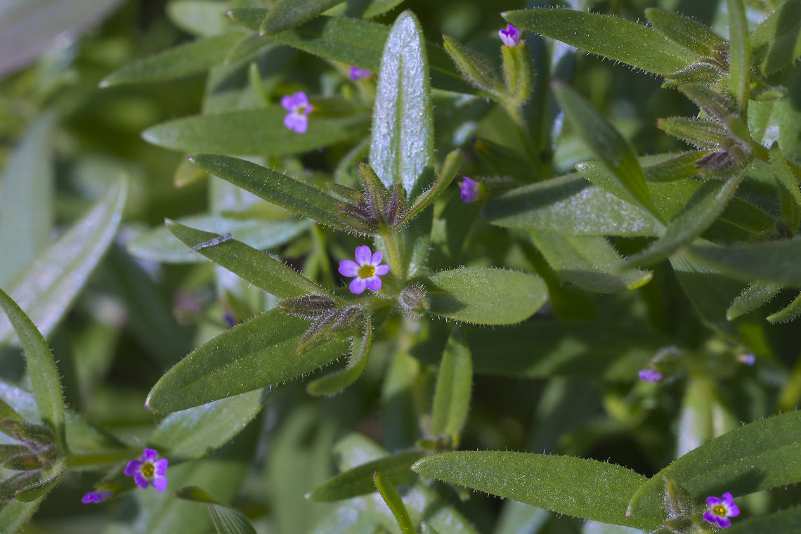 Tiny Trumpet  Geotagged,Microsteris gracilis,United States,Winter