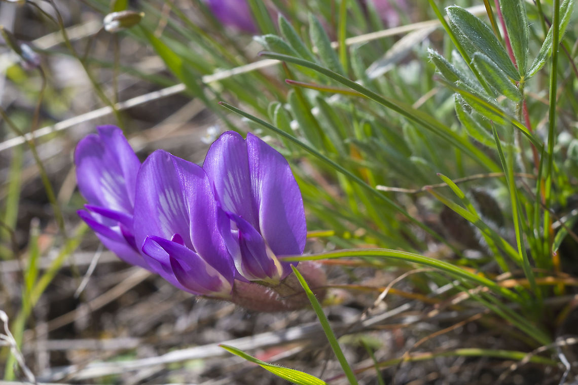 Wooly Pod Milkvetch  Astragalus purshii,Geotagged,United States,Winter