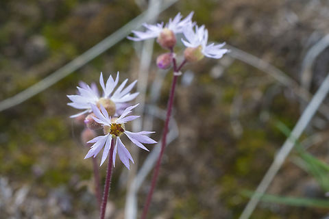 Slender Woodland star  Geotagged,Lithophragma glabrum,Lithophragma tenellum,United States,Winter