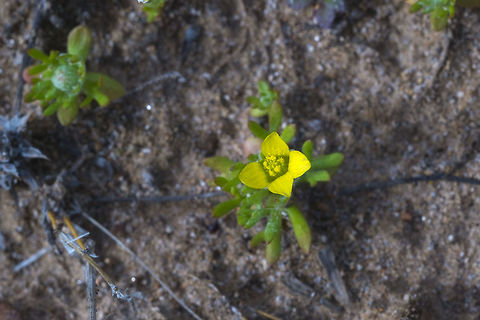 Bur Buttercup as suspected these are an import Ceratocephala testiculata,Geotagged,United States,Winter