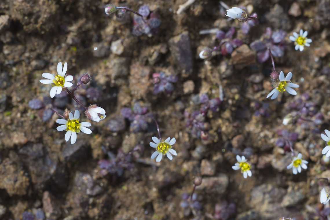 Spring Draba Much of the ground in the coulees and shrub steppe we were walking yesterday in was covered in these tiny blooms Draba verna,Geotagged,United States,Winter