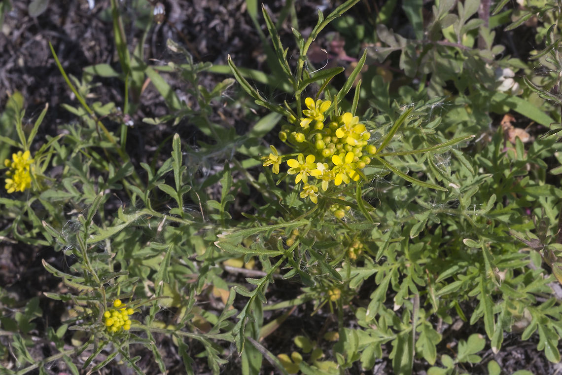 Western Yellowcress  Geotagged,Rorippa curvisiliqua,United States,Winter