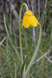 Yellowbell  Fritillaria pudica,Geotagged,United States,Winter,yellow fritillary