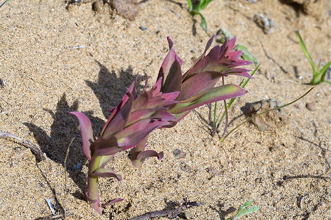 Red and green shoots Aha! These are the early shoots of Bluebells, I probably won't be able to figure out which species without the flowers, but mystery solved. Geotagged,United States,Winter