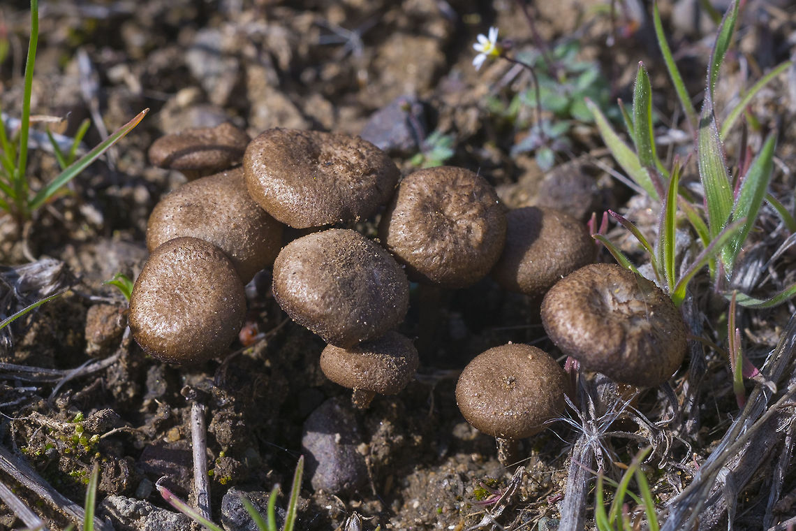 Rough brown mushroom cluster  Geotagged,United States,Winter