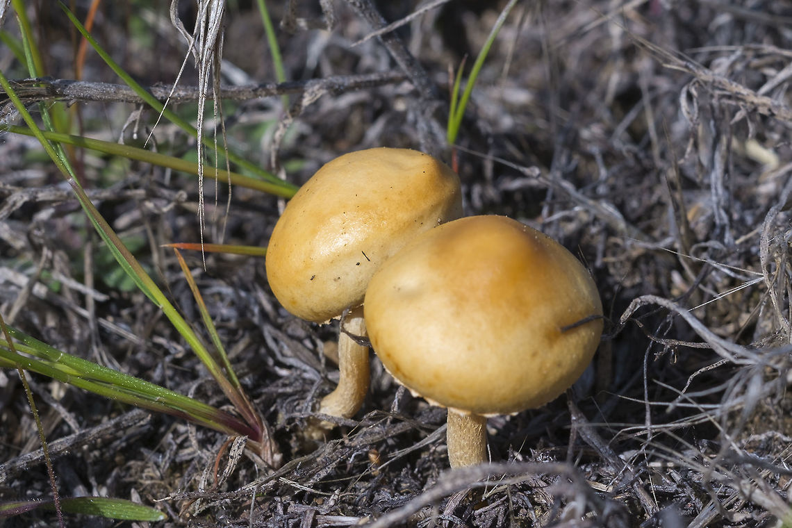 Yellow desert mushrooms These look similar to some Agrocybe and Stropharia species, but it seems information on mushrooms in this area is very hard to find&hellip;  Geotagged,United States,Winter