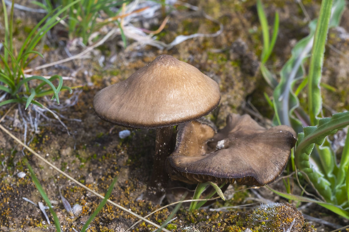 Tan desert mushroom I think this may be the same as the dark brown mushroom I posted a few weeks ago - these perhaps younger specimens looked bronze in the sunlight Geotagged,United States,Winter