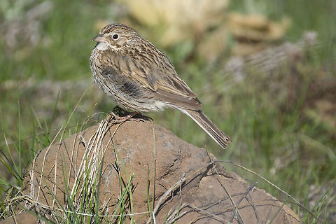 Vesper Sparrow  Geotagged,Pooecetes gramineus,Spring,United States,Vesper sparrow