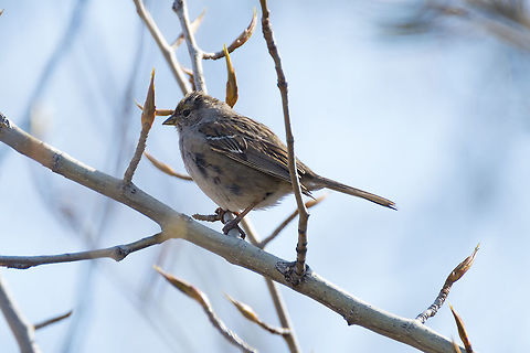White Throated Sparrow, tan striped  Geotagged,Spring,United States,White-throated Sparrow,Zonotrichia albicollis