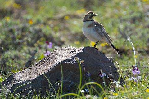 Horned Lark  Eremophila alpestris,Geotagged,Shore Lark,Spring,United States