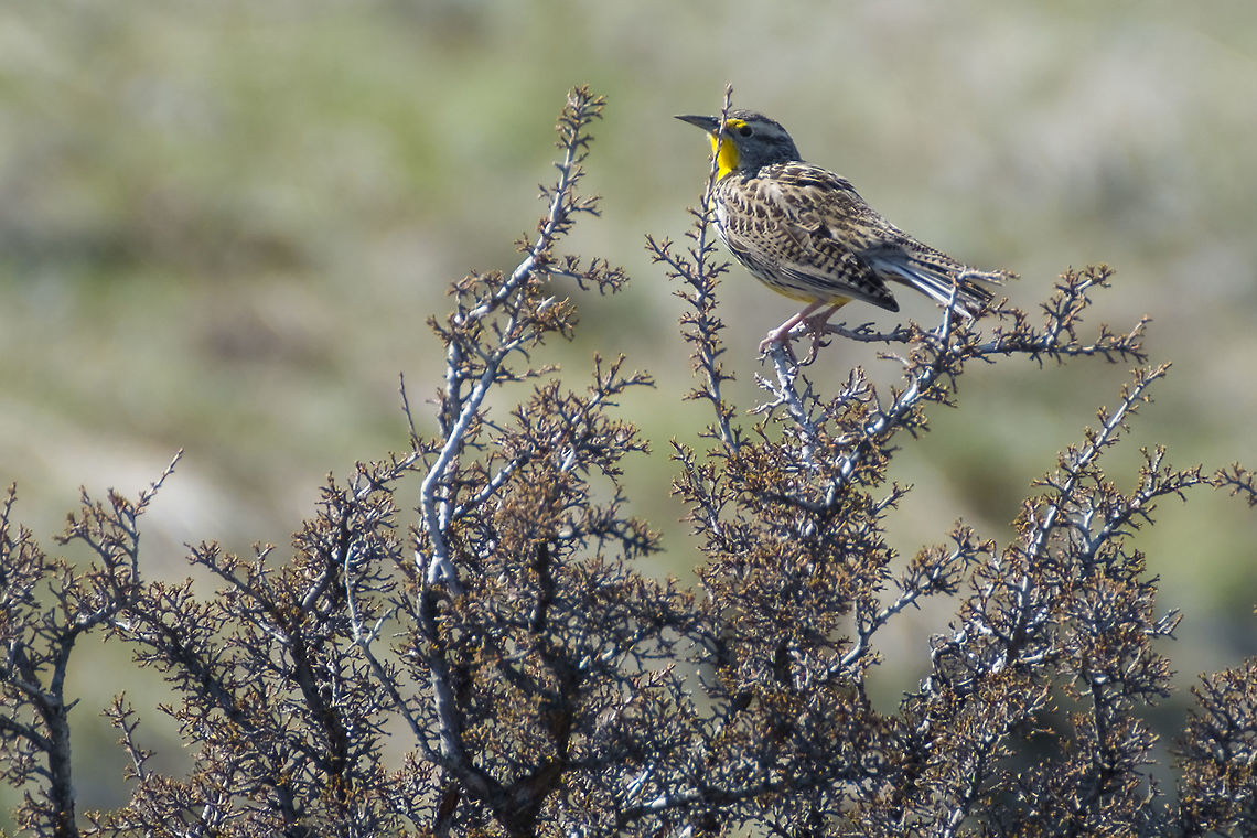 Western Meadowlark  Geotagged,Spring,Sturnella neglecta,United States,western meadowlark