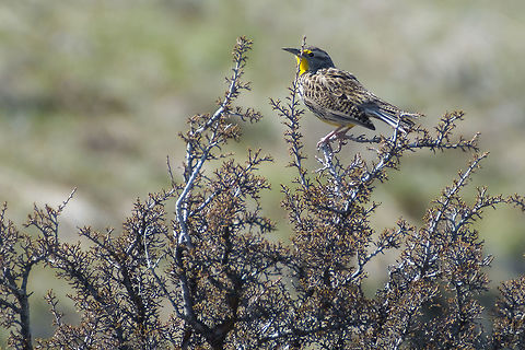 Western Meadowlark  Geotagged,Spring,Sturnella neglecta,United States,western meadowlark