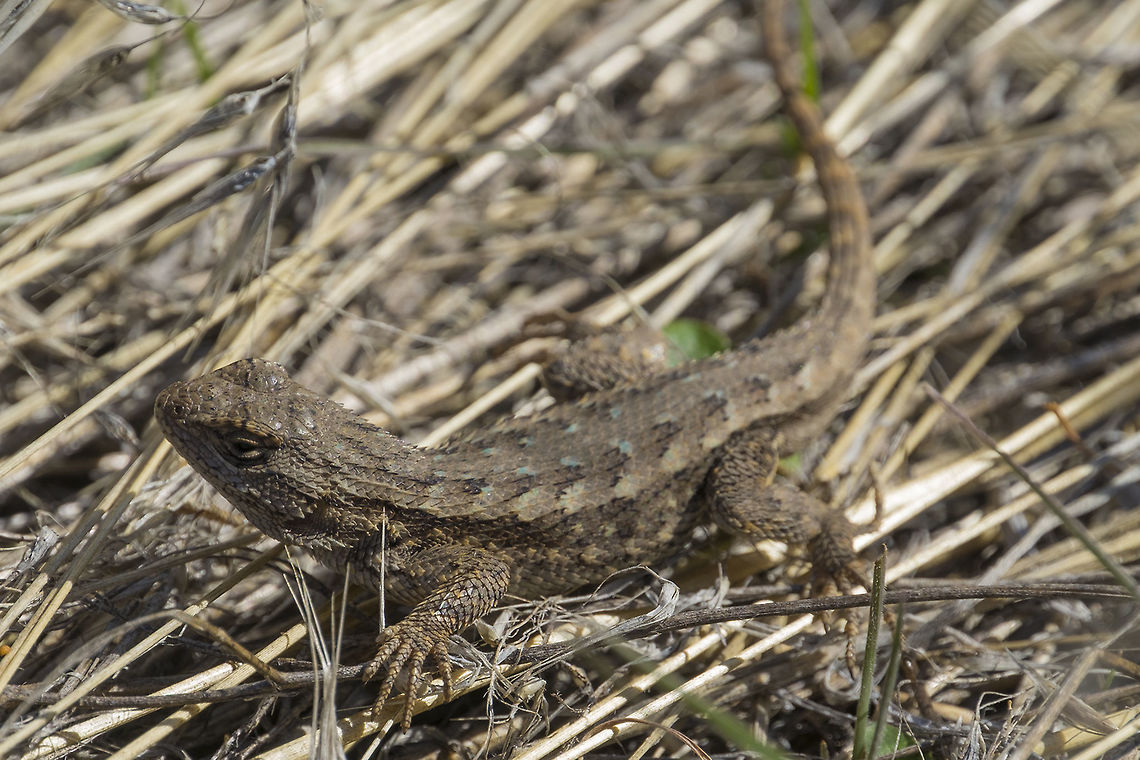 Western Fence Lizard No blue on the throat or belly indicate that this is likely either a female or juvenile. Fascinating little fact - the presence of these lizards can indicate that the area will have less Lyme disease. Their blood contains a substance that kills lyme bacteria. The ticks that feed on the lizards have their guts cleared of lyme bacteria so that they are no longer carriers. Geotagged,Sceloporus occidentalis,Spring,United States,Western fence lizard (blue-belly)