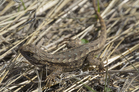 Western Fence Lizard No blue on the throat or belly indicate that this is likely either a female or juvenile. Fascinating little fact - the presence of these lizards can indicate that the area will have less Lyme disease. Their blood contains a substance that kills lyme bacteria. The ticks that feed on the lizards have their guts cleared of lyme bacteria so that they are no longer carriers. Geotagged,Sceloporus occidentalis,Spring,United States,Western fence lizard (blue-belly)