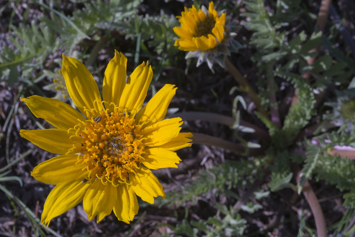 Hooker's Balsamroot  Balsamorhiza hookeri,Geotagged,Spring,United States