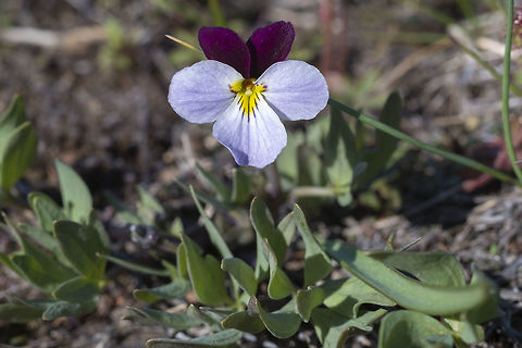 Sagebrush Violet  Geotagged,Sagebrush Violet,Spring,United States,Viola trinervata