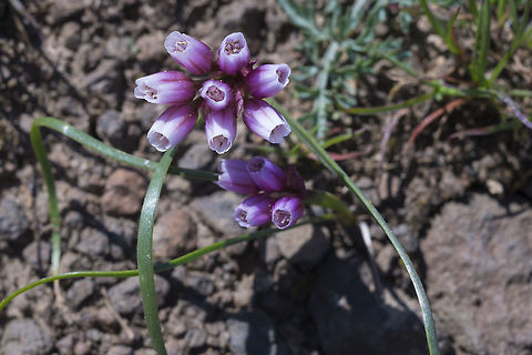 Fragile Onion  Allium scilloides,Geotagged,Spring,United States,fragile onion