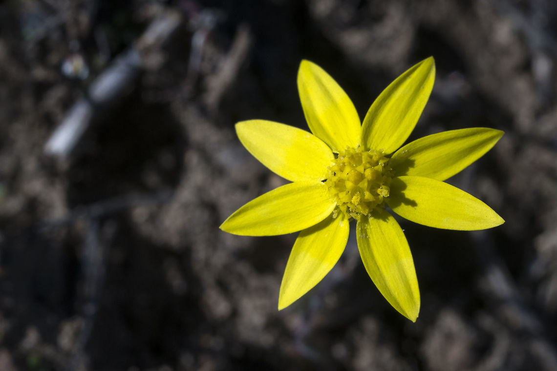 Common Spring Gold  Crocidium,Crocidium multicaule,Geotagged,Spring,United States