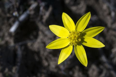Common Spring Gold Crocidium,Crocidium multicaule,Geotagged,Spring,United States