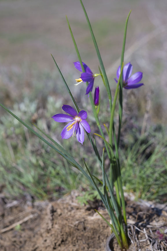 Grasswidow  Geotagged,Olsynium douglasii,Spring,United States