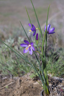 Grasswidow  Geotagged,Olsynium douglasii,Spring,United States