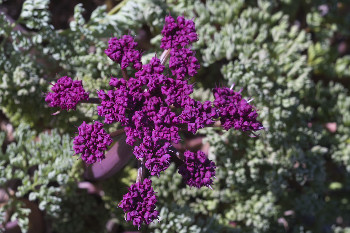 Columbia Gorge Desert Parsley  Geotagged,Lomatium columbianum,Spring,United States