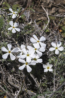 Spiny Phlox  Geotagged,Phlox hoodii,Spring,United States