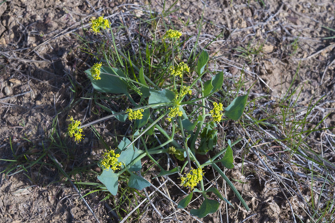 Barestem Biscuitroot  Geotagged,Lomatium nudicaule,Spring,United States
