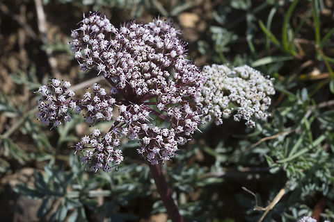 Canyby's Desert Parsley  Geotagged,Lomatium canbyi,Spring,United States