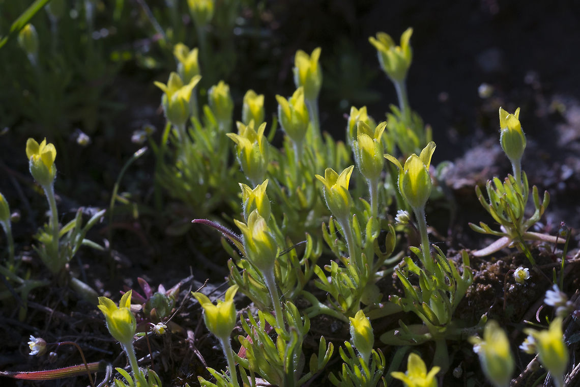 Bur Buttercup as I suspected, introduced from Eurasia Ceratocephala testiculata,Geotagged,Spring,United States