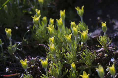 Bur Buttercup as I suspected, introduced from Eurasia Ceratocephala testiculata,Geotagged,Spring,United States