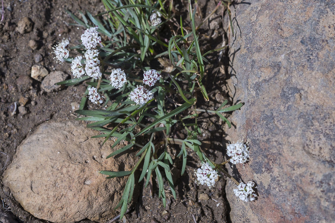 Indian Biscuitroot ID&#039;d as L. piperi vs L. gormanii based on location Geotagged,Lomatium gormanii,Lomatium piperi,Spring,United States