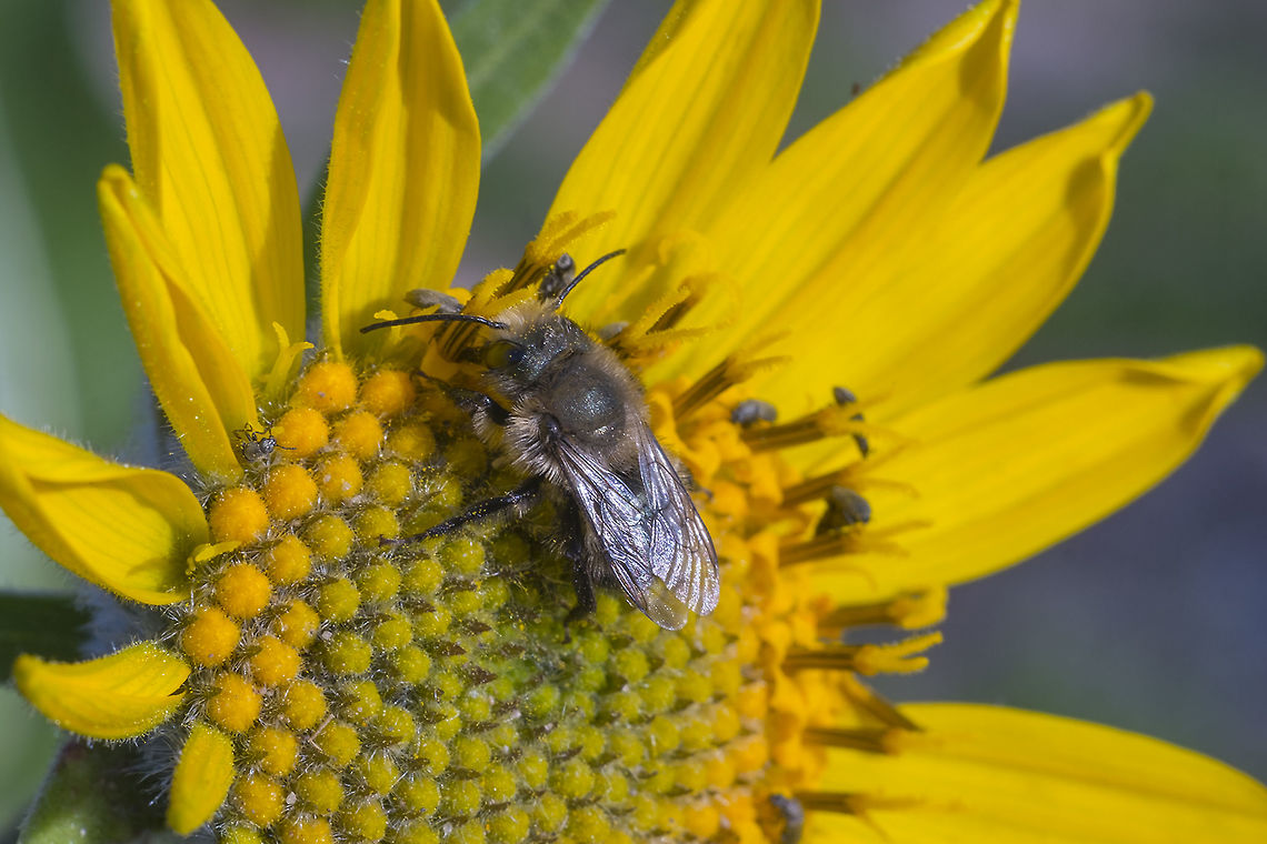 Leaf Cutter Bee I think I've narrowed this fellow down to Leaf Cutter bees, but I'm not sure with this being my only view, that I'll be able to get to the species level. LOL… a little more research and apparently not even an ID by an expert from an image alone can be called absolute. This little fellow is likely to be M. brevis, M. mendica, or M. texans Geotagged,Spring,United States