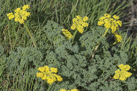 Fine Leaf Desert Parsley  Geotagged,Lomatium dissectum,Lomatium utriculatum,Spring,United States