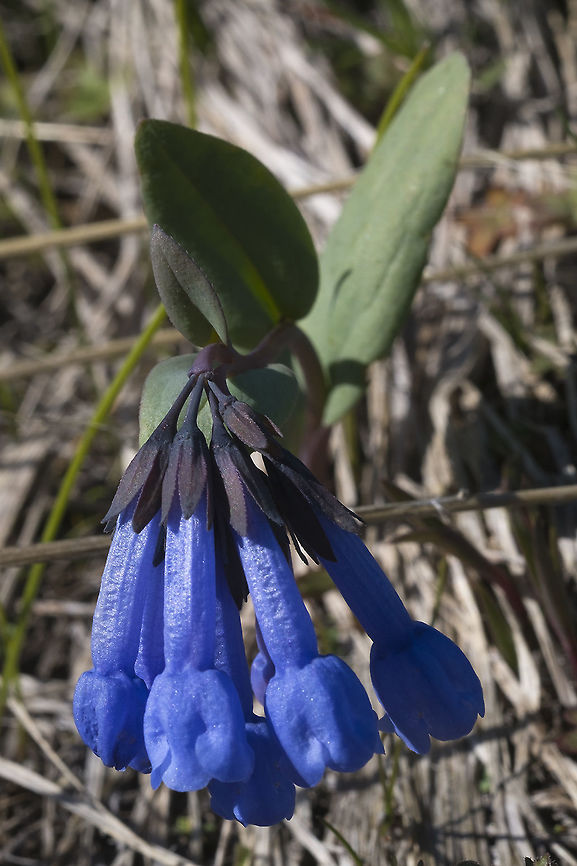 Small Bluebells  Geotagged,Mertensia longiflora,Spring,United States