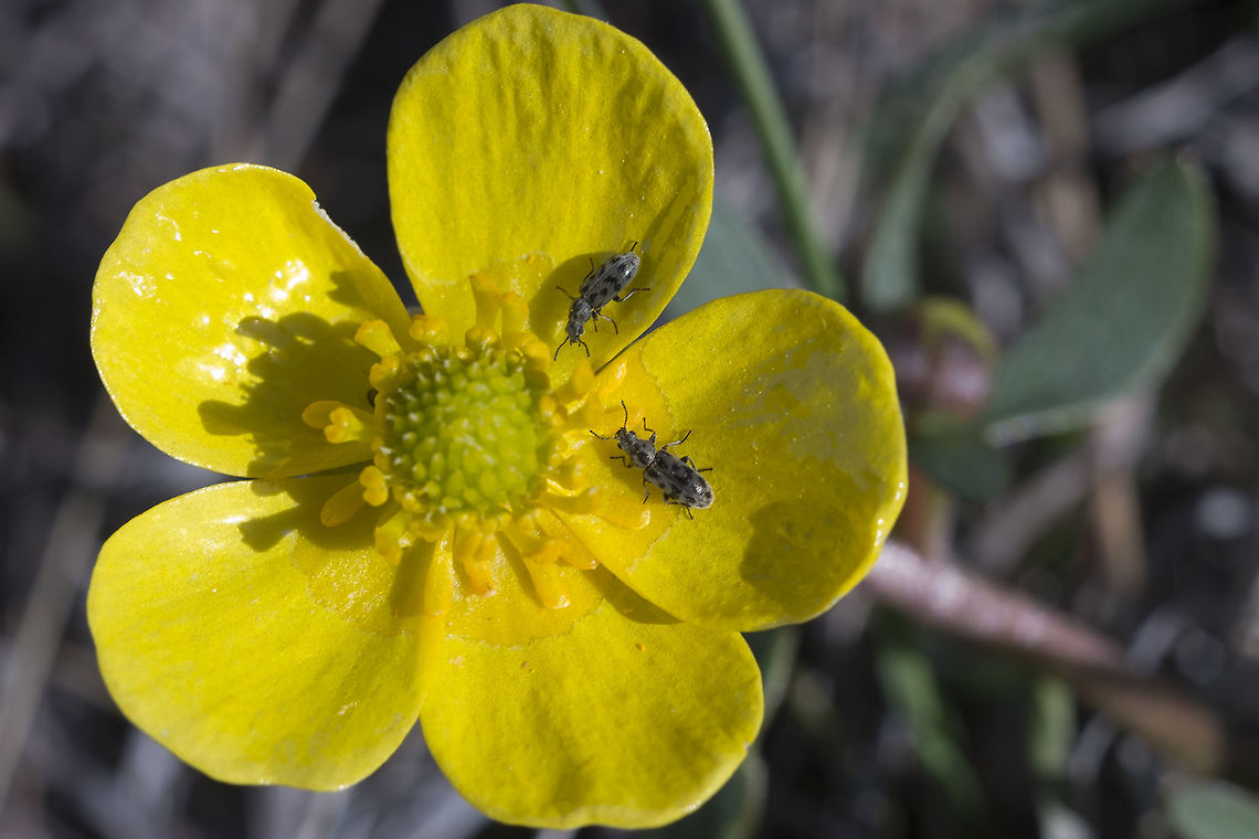 Small grey spotted flower beetles - Listrus genus Found a book that says these guys are "among the most poorly known beetles in North America and are very difficult to identify species&hellip;" not even BugGuide seems to have anything past the genus level for more than one species. They are however said to be important pollinators and they were most certainly absolutely everywhere on the flowers. Geotagged,Ranunculus glaberrimus,Spring,United States