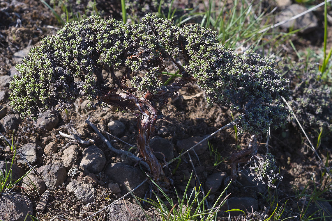 Small sagebrush community bush I'm not sure if this is sagebrush or not, but it is similar and grows under similar conditions. It is however, very small, a little natural bonsai.  Geotagged,Spring,United States
