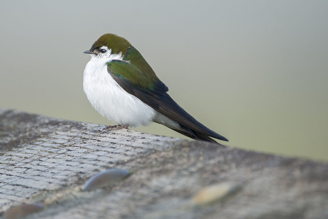 Violet-Green Swallow  Geotagged,Spring,Tachycineta thalassina,United States,Violet-green swallow