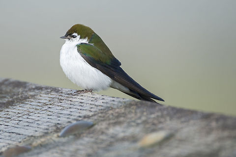 Violet-Green Swallow  Geotagged,Spring,Tachycineta thalassina,United States,Violet-green swallow