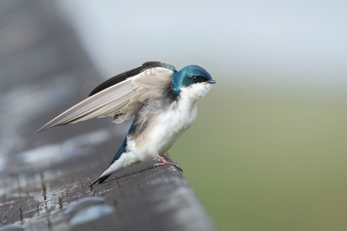 Tree Swallow  Geotagged,Spring,Tachycineta bicolor,Tree Swallow,United States