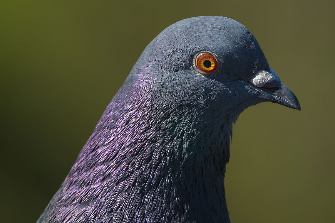 A second look at the commonplace Normally I would probably ignore something so common, but I just couldn&#039;t resist the wonderful colors... Columba livia,Geotagged,Rock dove,Spring,United States