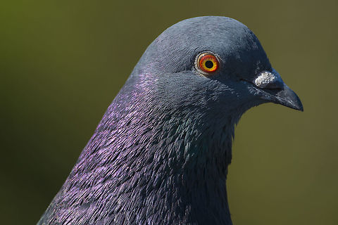A second look at the commonplace Normally I would probably ignore something so common, but I just couldn't resist the wonderful colors... Columba livia,Geotagged,Rock dove,Spring,United States